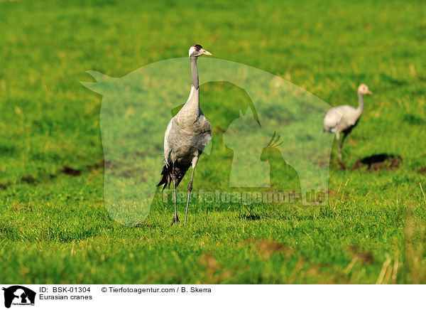 Graue Kraniche / Eurasian cranes / BSK-01304