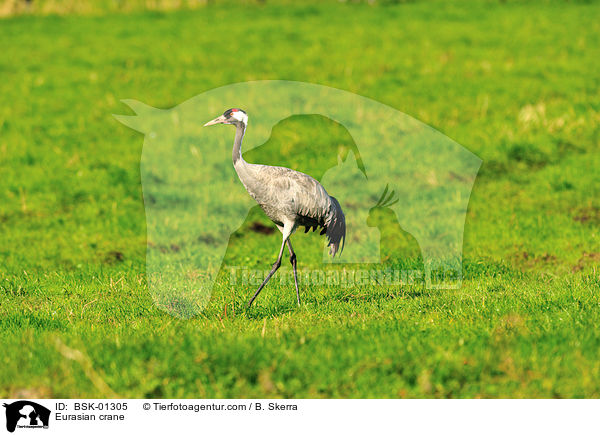 Grauer Kranich / Eurasian crane / BSK-01305