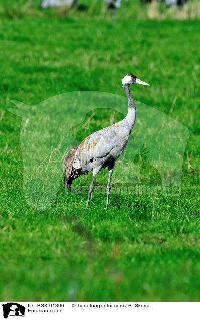 Grauer Kranich / Eurasian crane / BSK-01306
