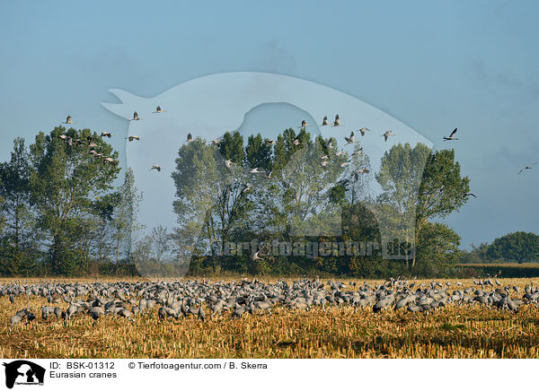 Graue Kraniche / Eurasian cranes / BSK-01312