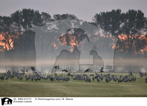 Graue Kraniche / Eurasian cranes / BSK-01313