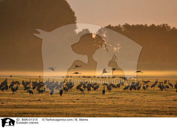 Eurasian cranes / BSK-01315