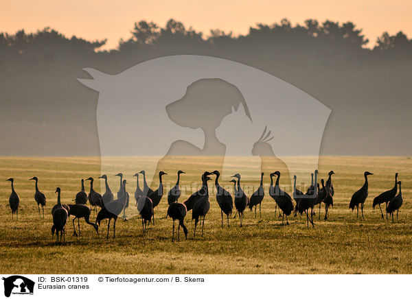 Eurasian cranes / BSK-01319