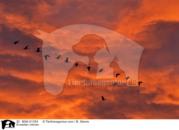 Graue Kraniche / Eurasian cranes / BSK-01354