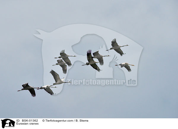 Graue Kraniche / Eurasian cranes / BSK-01362