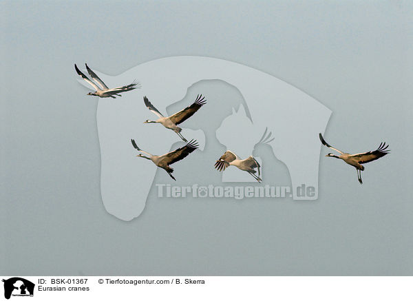 Graue Kraniche / Eurasian cranes / BSK-01367