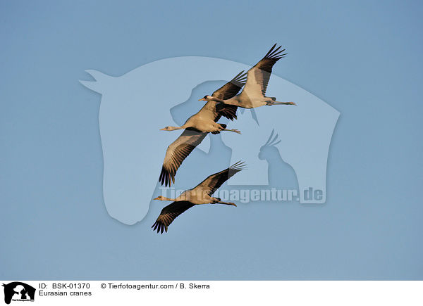 Graue Kraniche / Eurasian cranes / BSK-01370