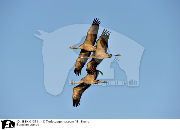 Graue Kraniche / Eurasian cranes / BSK-01371