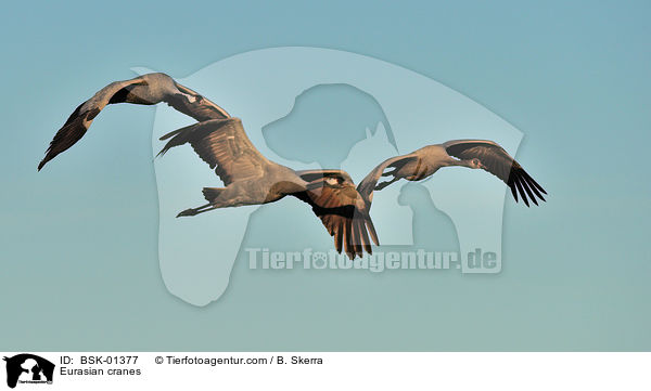 Graue Kraniche / Eurasian cranes / BSK-01377