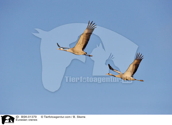Eurasian cranes / BSK-01379
