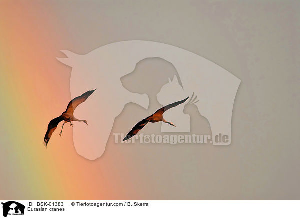 Eurasian cranes / BSK-01383