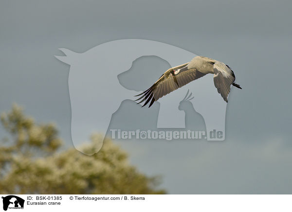 Eurasian crane / BSK-01385