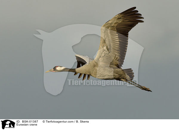 Eurasian crane / BSK-01387