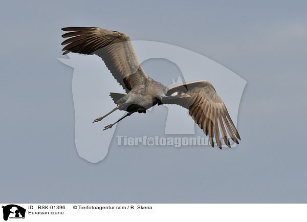 Eurasian crane / BSK-01396