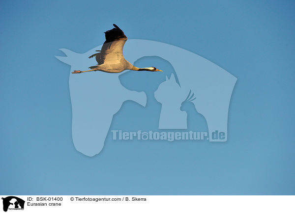 Grauer Kranich / Eurasian crane / BSK-01400