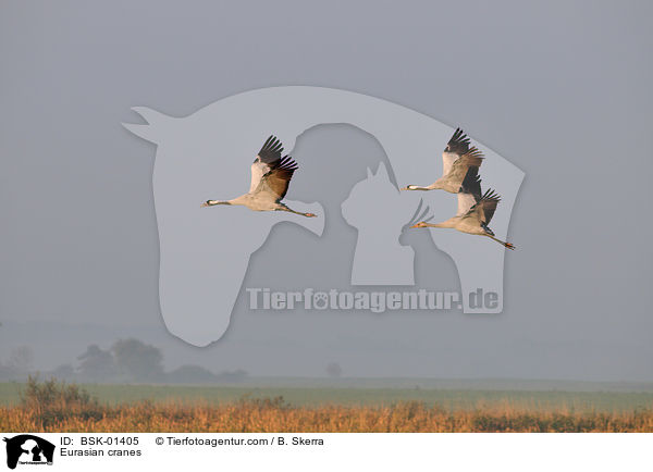 Graue Kraniche / Eurasian cranes / BSK-01405