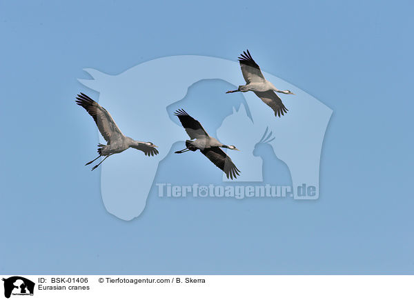Graue Kraniche / Eurasian cranes / BSK-01406
