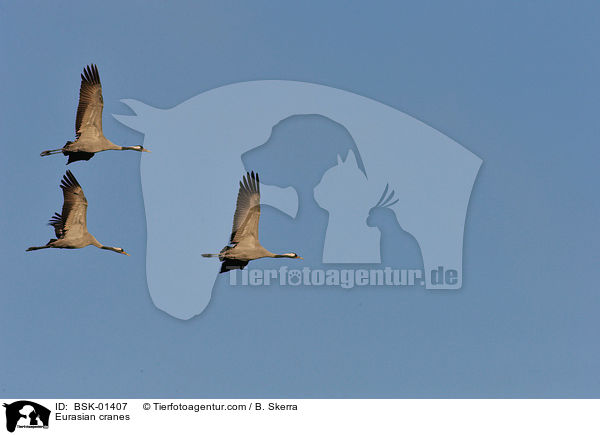 Graue Kraniche / Eurasian cranes / BSK-01407