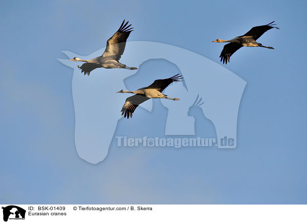 Graue Kraniche / Eurasian cranes / BSK-01409