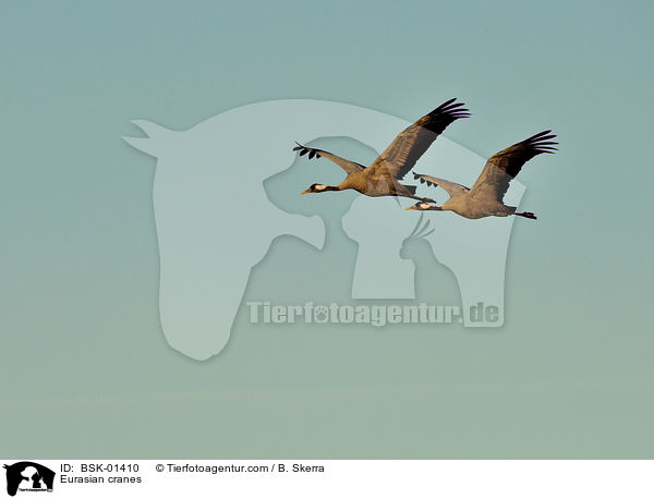 Graue Kraniche / Eurasian cranes / BSK-01410