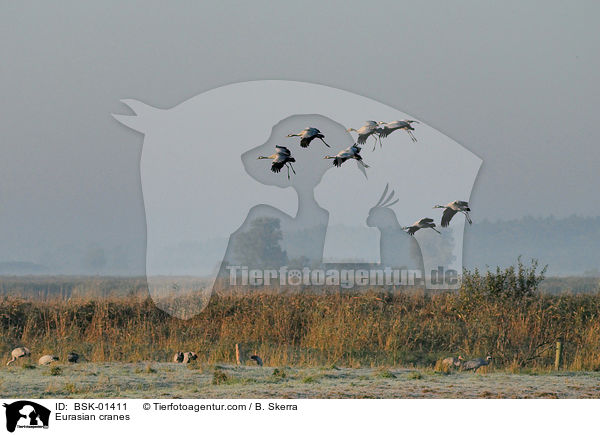 Graue Kraniche / Eurasian cranes / BSK-01411