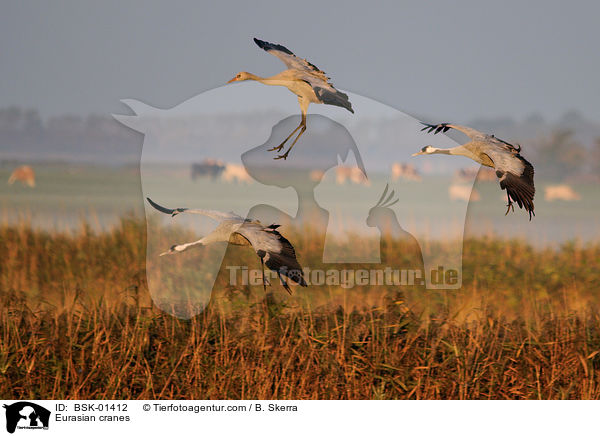 Graue Kraniche / Eurasian cranes / BSK-01412