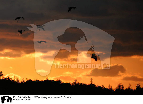 Graue Kraniche / Eurasian cranes / BSK-01414