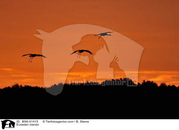 Graue Kraniche / Eurasian cranes / BSK-01415