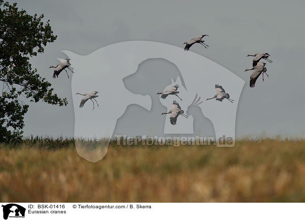 Graue Kraniche / Eurasian cranes / BSK-01416
