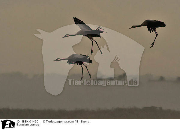 Graue Kraniche / Eurasian cranes / BSK-01420