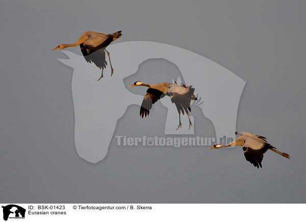 Graue Kraniche / Eurasian cranes / BSK-01423