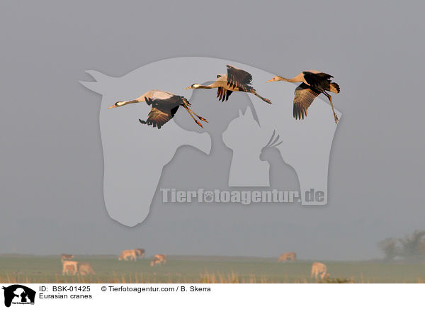 Graue Kraniche / Eurasian cranes / BSK-01425