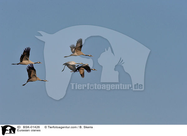 Graue Kraniche / Eurasian cranes / BSK-01426