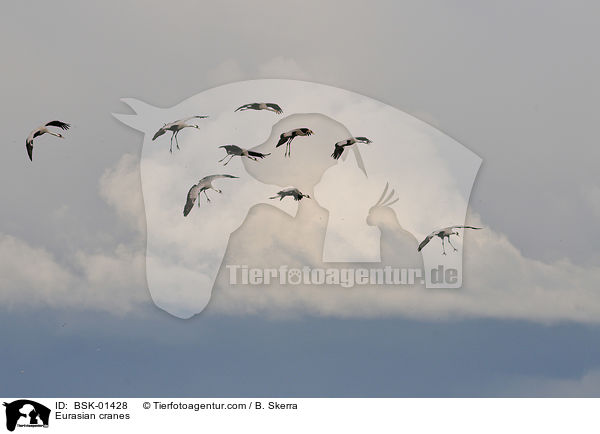 Graue Kraniche / Eurasian cranes / BSK-01428