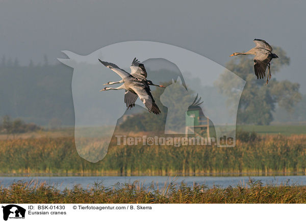 Eurasian cranes / BSK-01430
