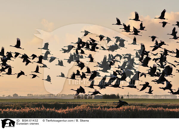Graue Kraniche / Eurasian cranes / BSK-01432