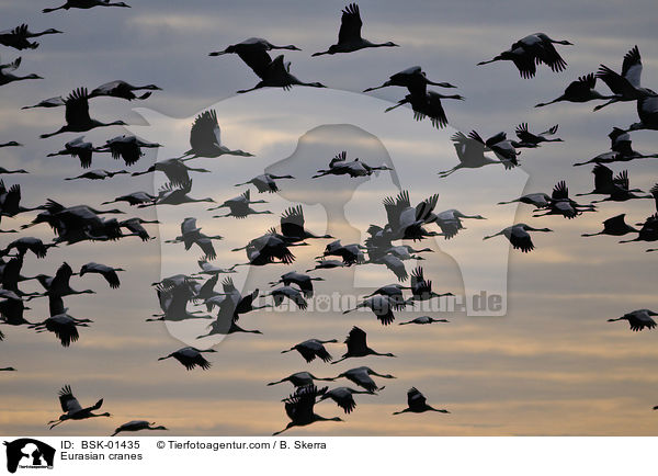 Eurasian cranes / BSK-01435