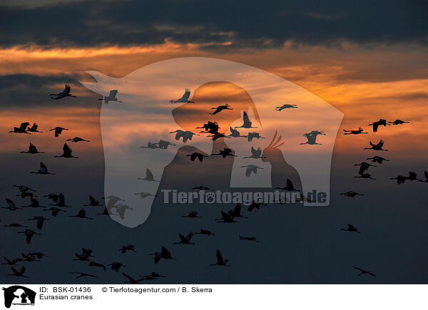 Graue Kraniche / Eurasian cranes / BSK-01436