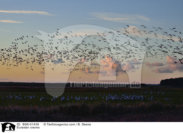 Graue Kraniche / Eurasian cranes / BSK-01439