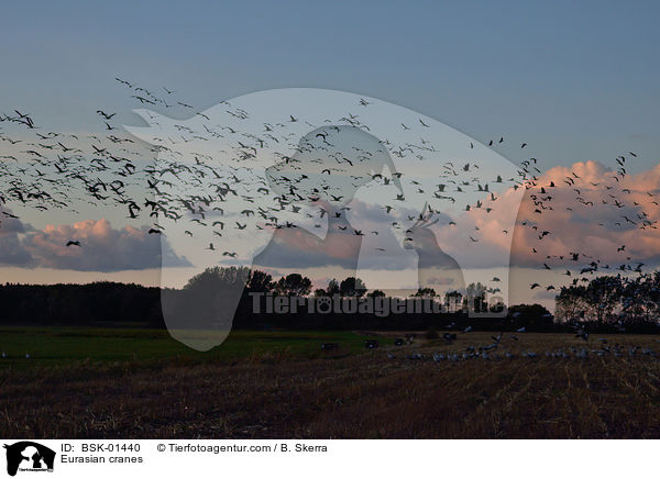 Graue Kraniche / Eurasian cranes / BSK-01440