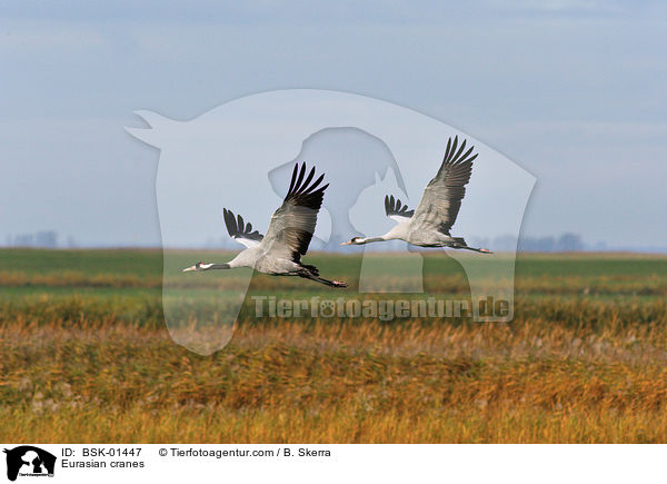 Eurasian cranes / BSK-01447