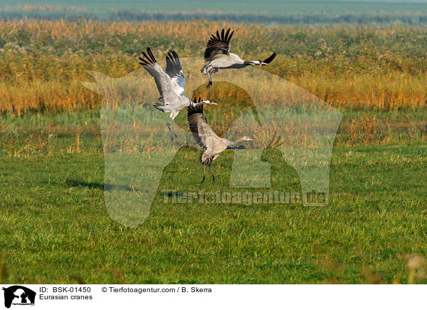 Graue Kraniche / Eurasian cranes / BSK-01450