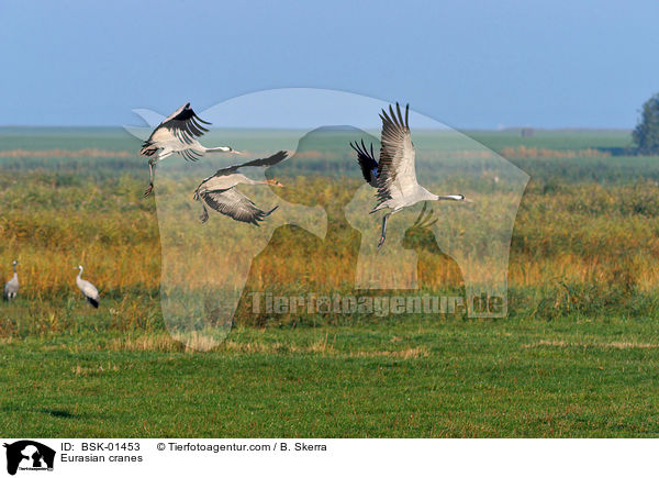 Graue Kraniche / Eurasian cranes / BSK-01453