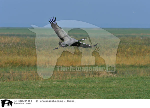 Grauer Kranich / Eurasian crane / BSK-01454