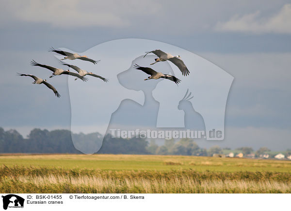 Graue Kraniche / Eurasian cranes / BSK-01455
