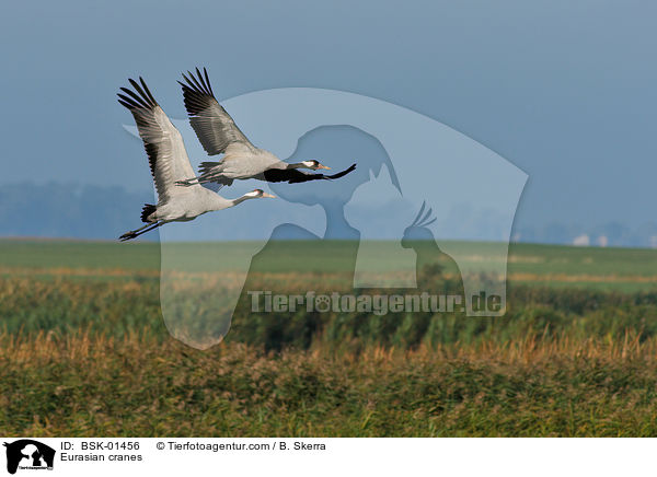 Graue Kraniche / Eurasian cranes / BSK-01456