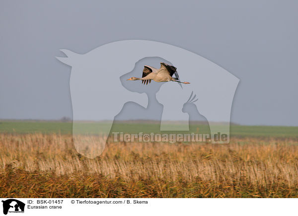 Eurasian crane / BSK-01457