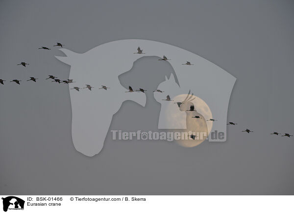 Grauer Kranich / Eurasian crane / BSK-01466