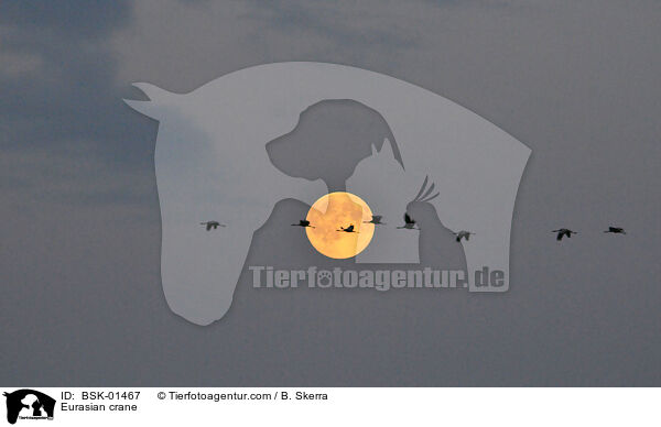 Grauer Kranich / Eurasian crane / BSK-01467