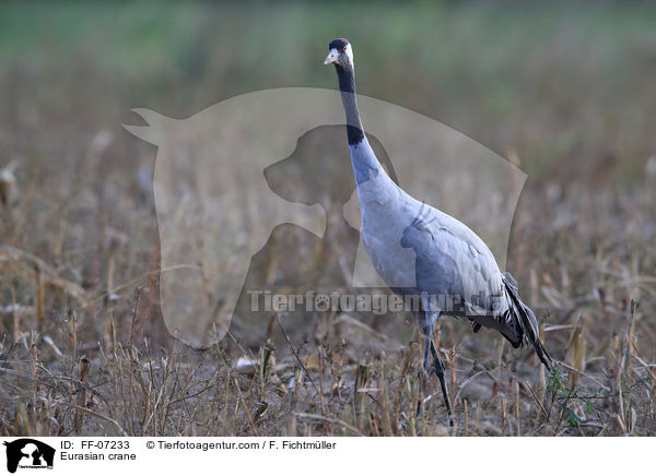 Eurasian crane / FF-07233